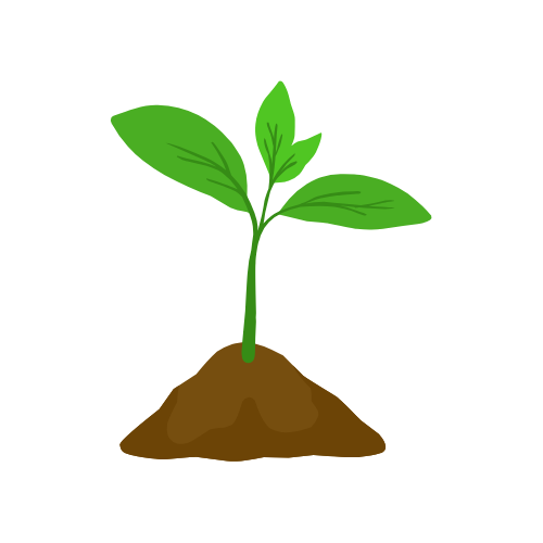 Seedling